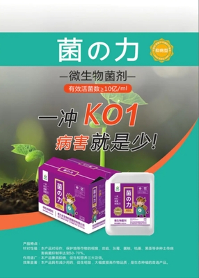 K01 菌の力（抑病型）